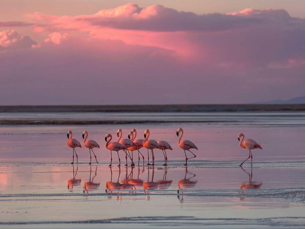 Flamingos wading across a shallow salt lake at sunset in Türkiye's Lake Tuz region